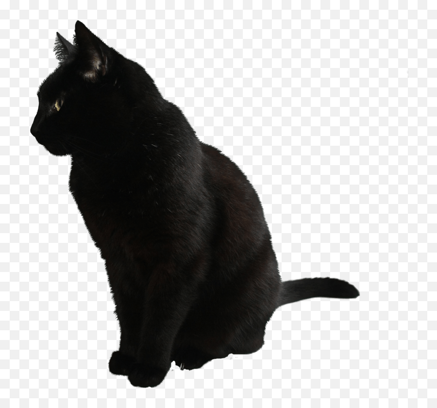 Cat Transparent Images - Black Cat Png Emoji,Cat Png