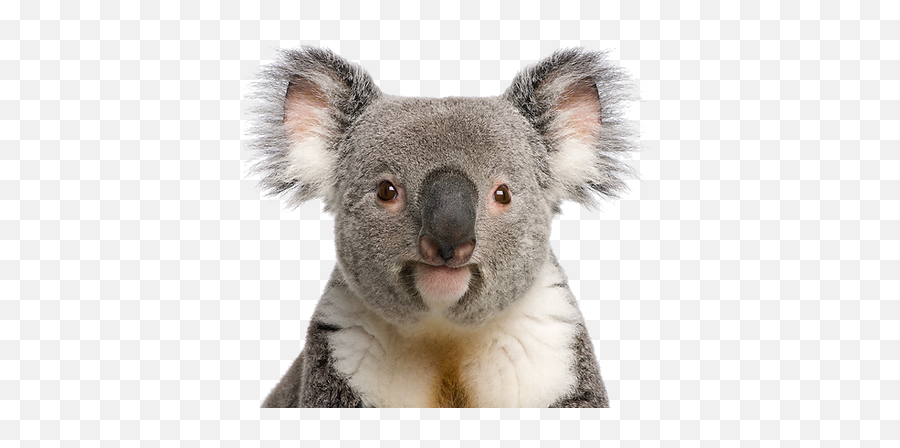Support Australian Wildlife Koala Aid Emoji,Koala Png