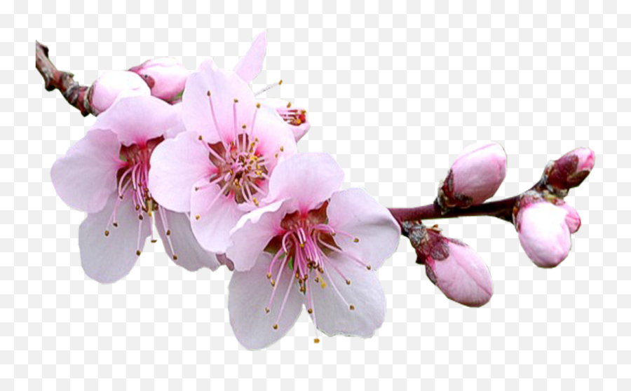 Sakura Png - Flor De Almendro Png Emoji,Cherry Blossom Transparent
