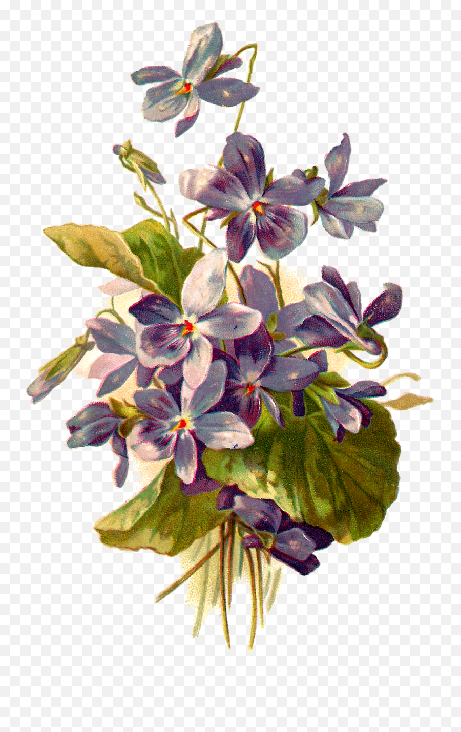 Flower Illustration Png - Botanical Violet Flower Botanical Violet Flower Illustration Emoji,Forget Me Not Flowers Clipart