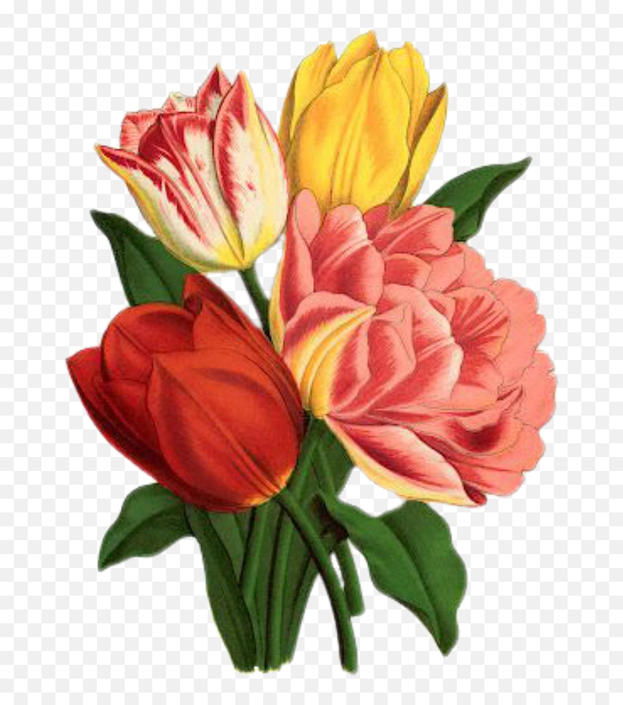Clipart Flowers Mayflower - Tulips Art Png Download Full Tulip Flower Vintage Emoji,Mayflower Clipart