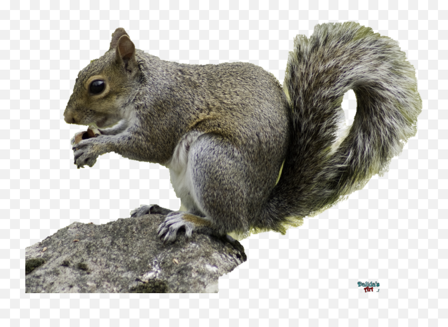 Download Squirrel - Squirrel Hd With Transparent Background Gray Eastern Squirrel Transparent Emoji,Squirrel Transparent