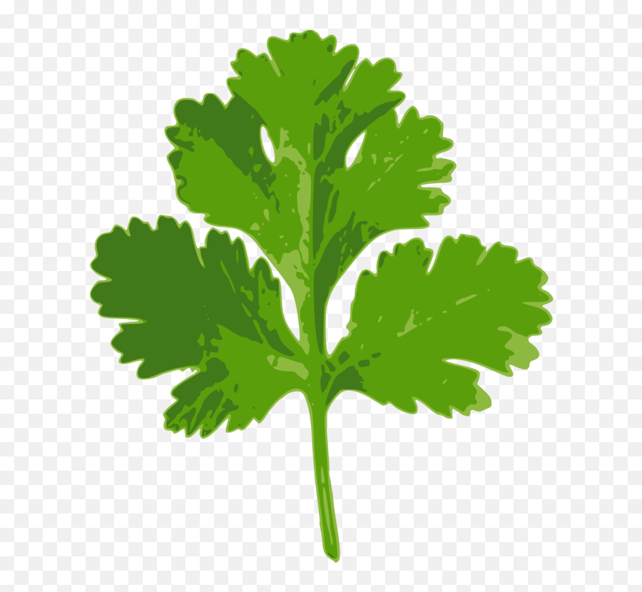 Plant Leaf Food Png Clipart - Coriander Leaf Transparent Background Emoji,Cilantro Png