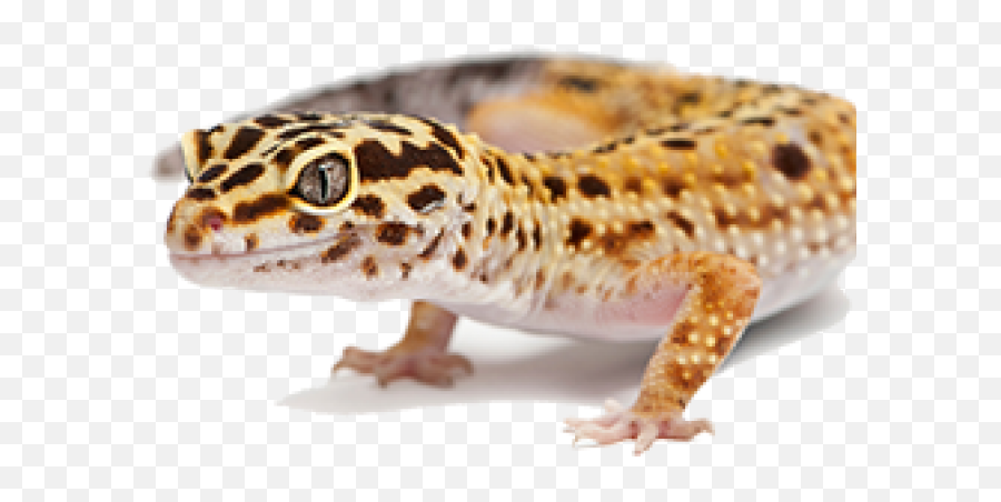 Leopard Gecko Clipart Transparent - Leopard Gecko Emoji,Gecko Clipart