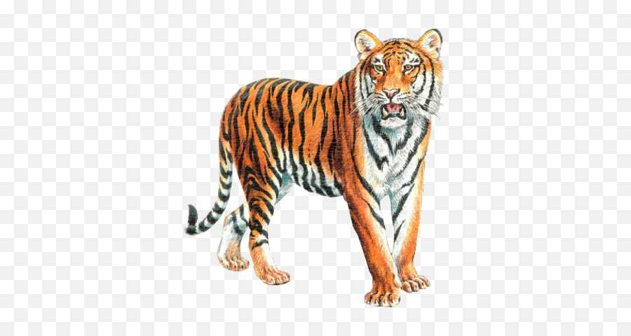 Tiger - Tiger Psd Emoji,Tiger Png