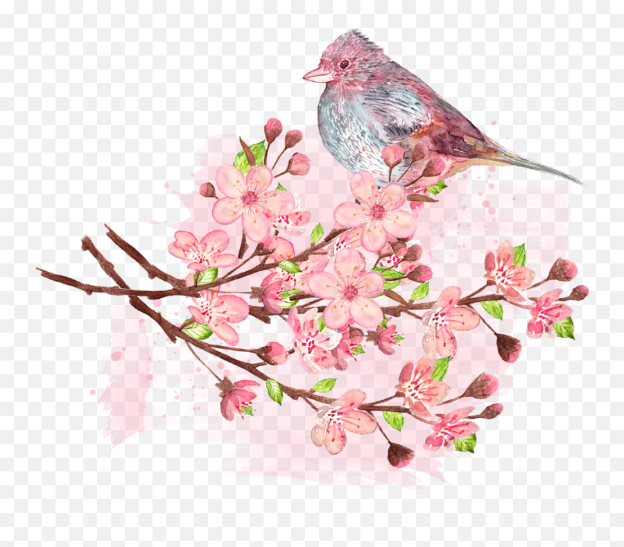 Cherry Blossoms Season Best Places For Hanami Viewing Emoji,Cherry Blossoms Png