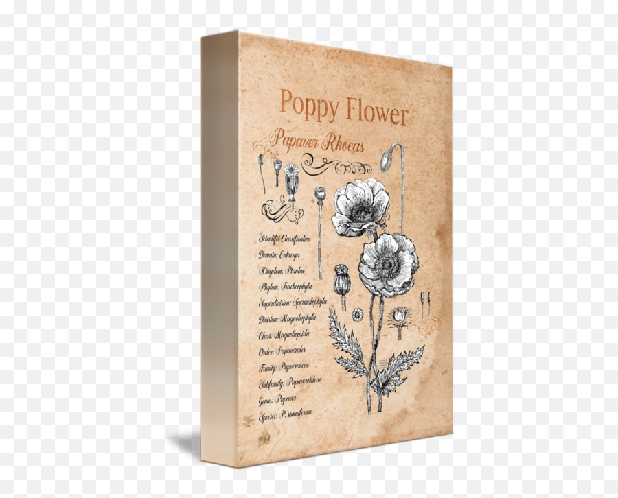 Botanical Illustrationpoppy Flowerfanitsanoir By Fanitsa Petrou Emoji,Poppy Flower Png