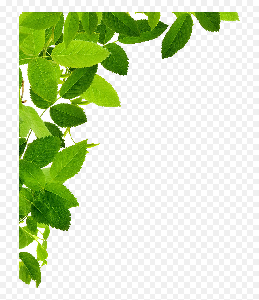 Clip Art Transparent Transprent Png - Green Leaves Transparent Background Emoji,Leaf Png