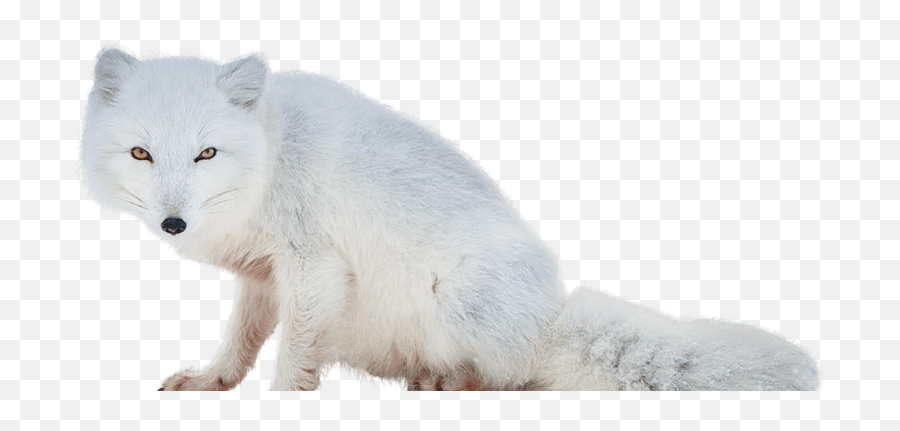 Arctic Fox Transparent Free Arctic - Arctic Fox Png Emoji,Fox Transparent Background