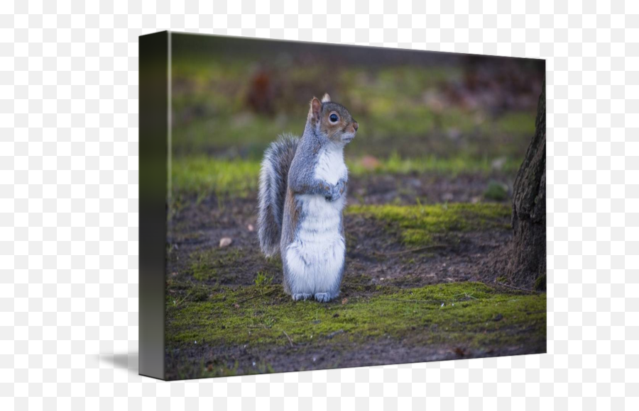 Squirrel Pose By Jari Vipele - Eastern Gray Squirrel Emoji,Squirrel Transparent