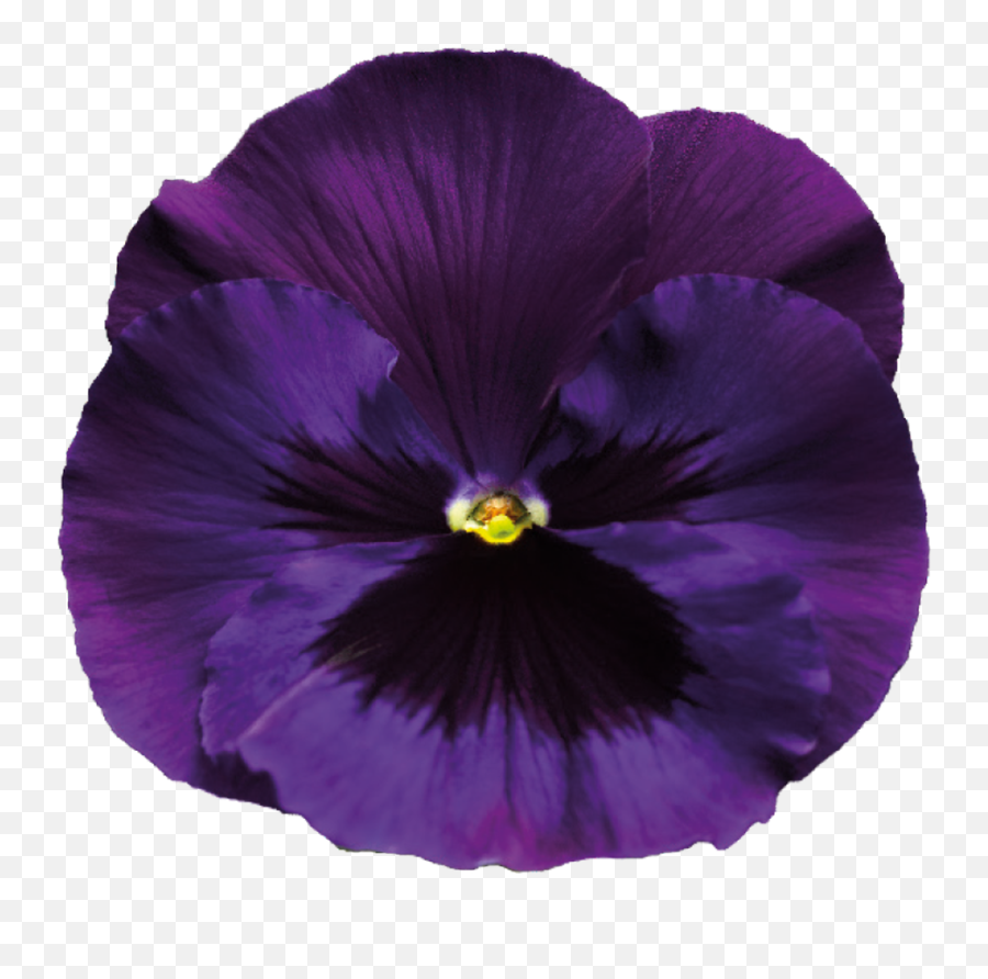 Violet Clipart Transparent Background - Purple Png Transparent Flowers Emoji,Violet Clipart