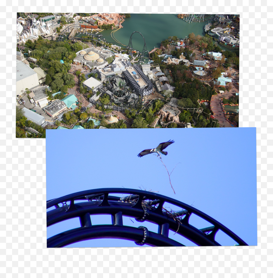How A Raptor - Themed Rollercoaster At Floridau0027s Universal Islands Of Adventure Ariel View 2021 Emoji,Rollercoaster Png