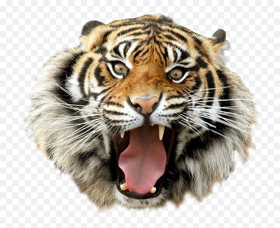 Angry Tiger Transparent Background - Tiger Png Emoji,Tiger Png