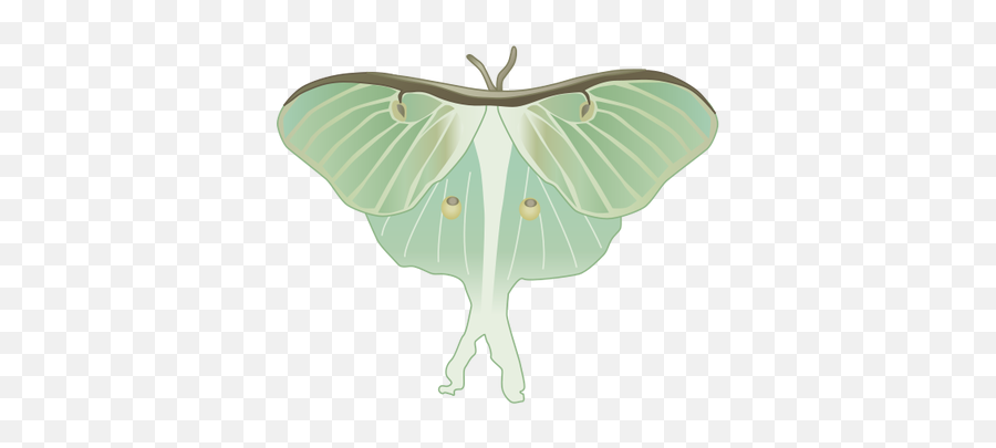 Download Luna Moth Clipart Watercolor - Luna Moth Emoji,Moth Clipart
