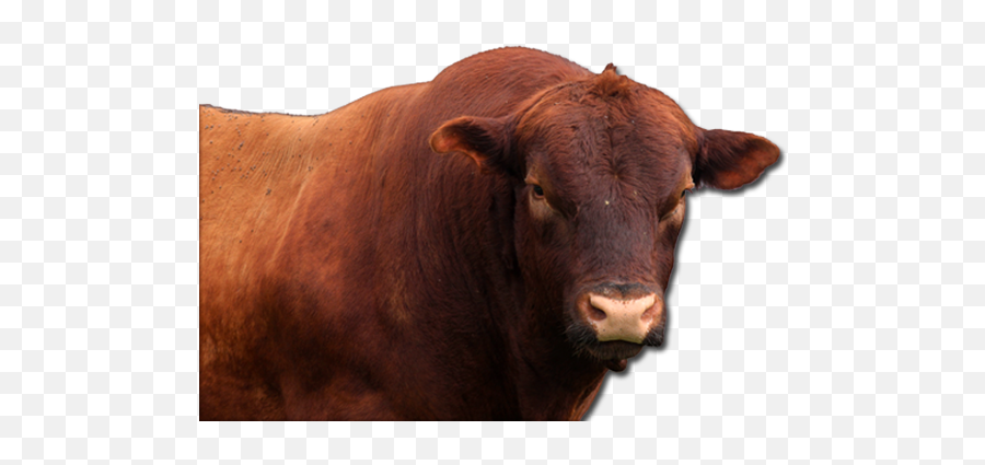 Ox Animal Png Clipart - Red Angus Cow Png Emoji,Ox Clipart