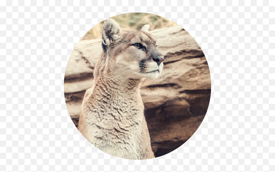 Download Hd Mountain Lion Head Healer - Bobcat Transparent Wildlife Emoji,Bobcat Png