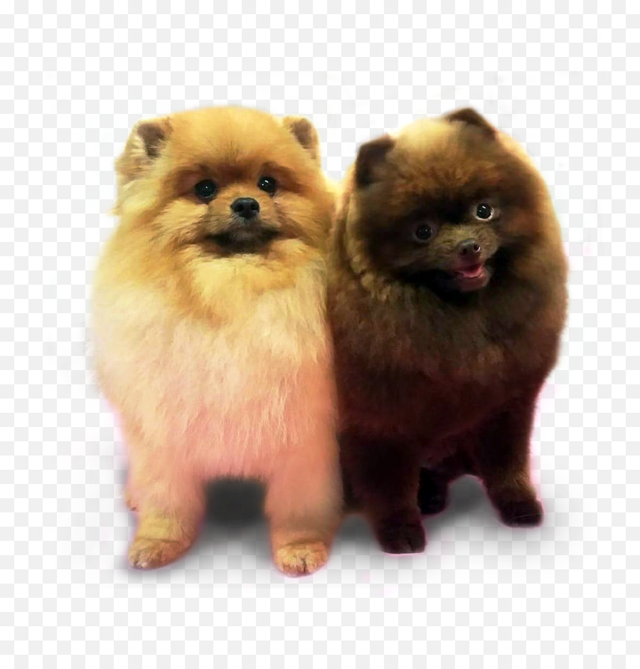 Pomeranian Transparent Png Image Emoji,Pomeranian Png