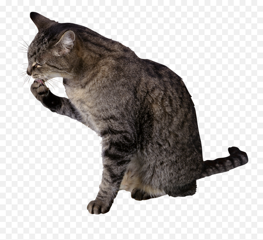Cat Png - Cat Licking Paw Png Emoji,Cat Png