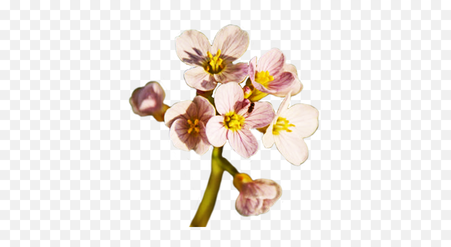 Spring Flower Clipart Png Transparent - Cherry Blossom Emoji,Spring Flowers Clipart