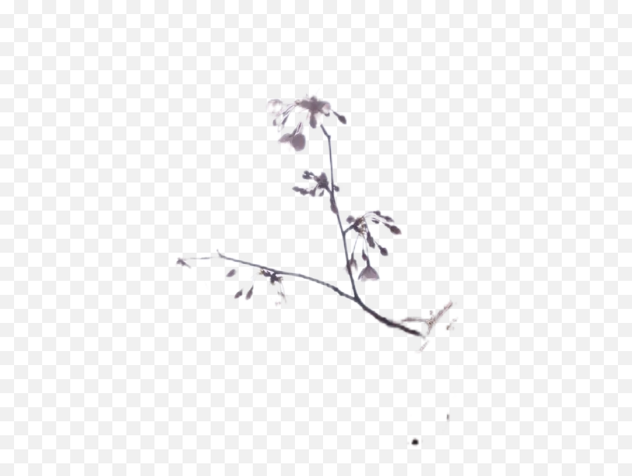 White Cherry Blossom Tree During Daytime Transparent Emoji,Cherry Transparent Background