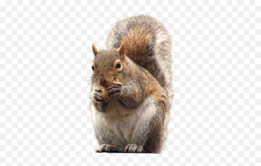 Squirrel Png Squirrel Transparent - Squirrel Face Png Emoji,Squirrel Png