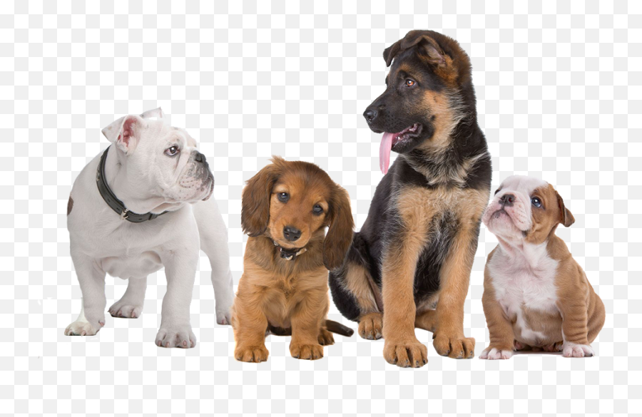 Affordable Removal In Dogs - Transparent Background Dogs Png Emoji,Dog Transparent Background