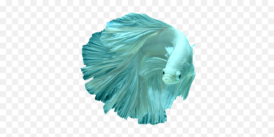 Betta Fish Transparent Images Png Transparent U2013 Free Png Emoji,Fish Transparent Background