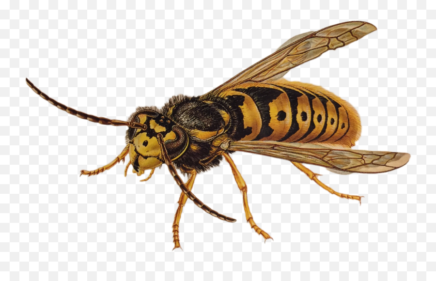 Wasp Png Emoji,Hornet Clipart