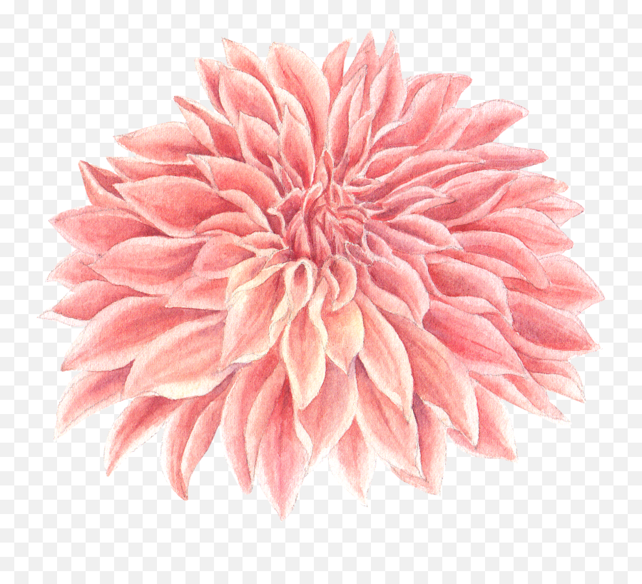 Pink Dahlia Flower By We Studio On Dribbble - Artificial Flower Emoji,Pink Watercolor Png