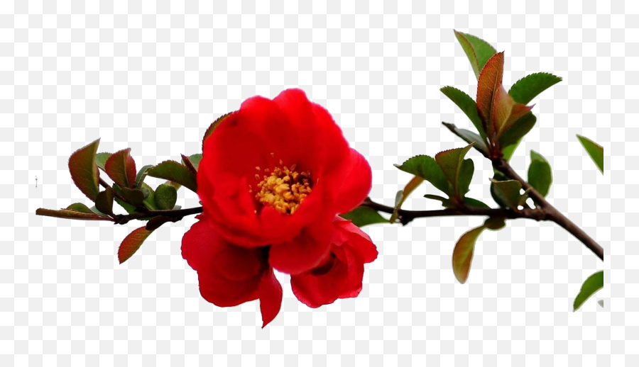 Granada Árbol De Flor De La Rama Roja - Vermelho Ramos De Flower On Tree Png Emoji,Flor Png