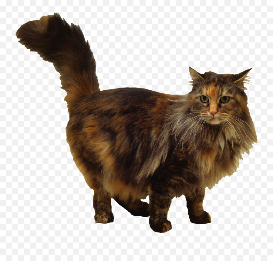 180 Cats Png Images Are Free To Download - Norwegian Forest Cat Transparent Background Brown Emoji,Cats Png