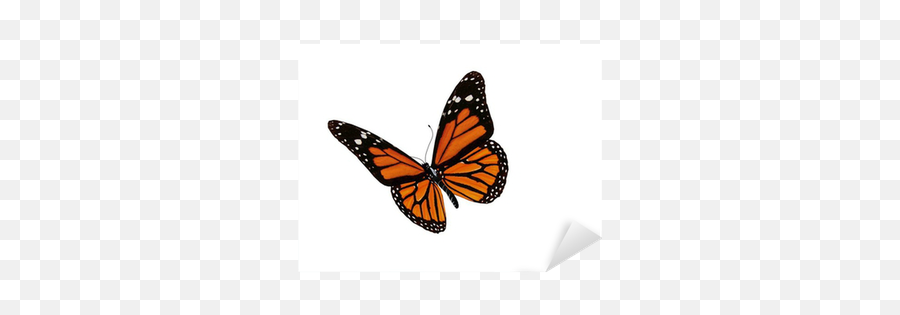 Monarch Butterfly Sticker U2022 Pixers - We Live To Change Real Monarch Butterfly Transparent Emoji,Monarch Butterfly Png