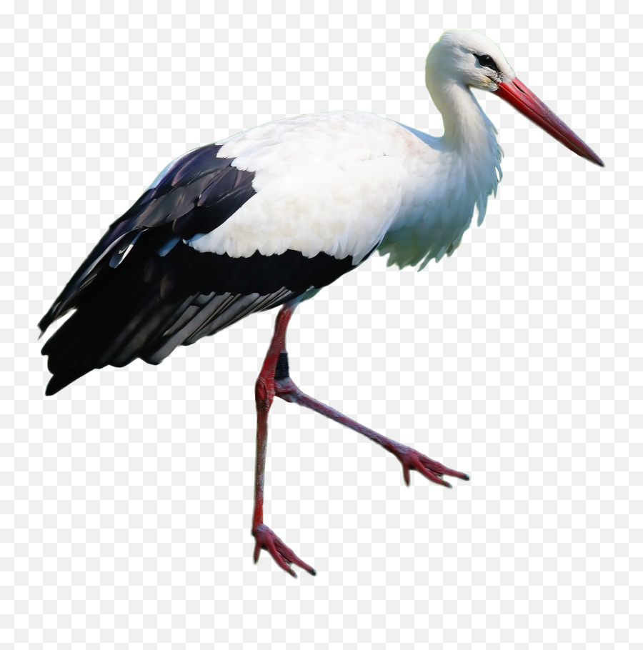 Stork Png Free Image Emoji,Stork Png