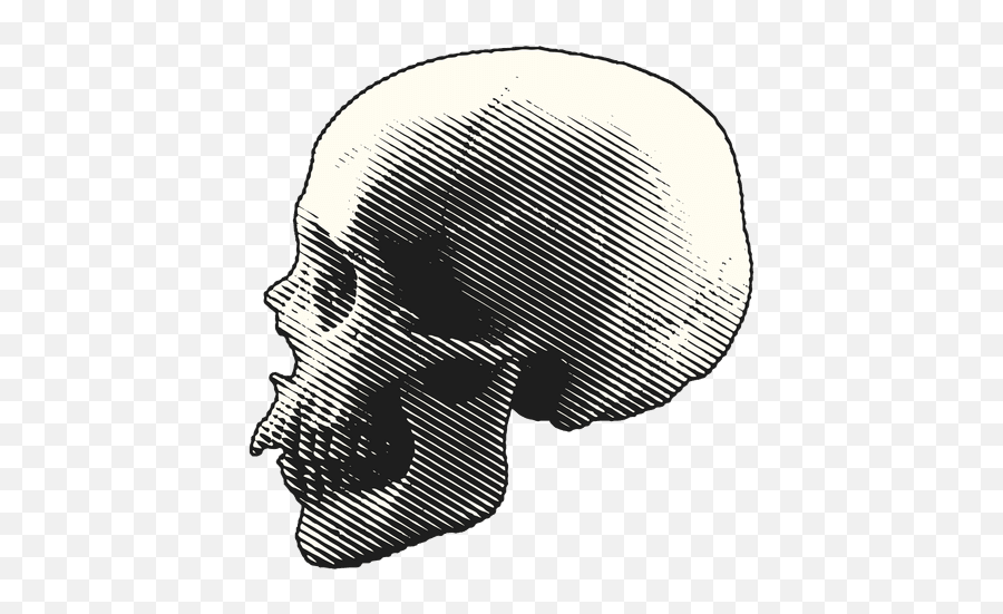 Transparent Scary Skull - Transparent Skull Side View Png Emoji,Skull Transparent
