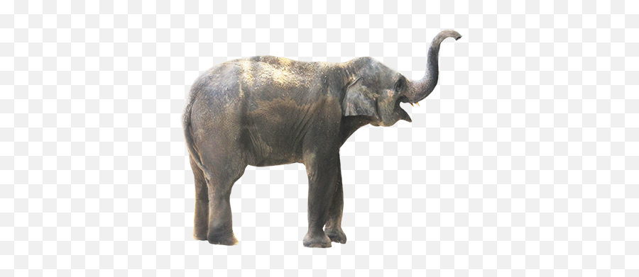 Small Animal Elephant Png Transparent Background Free - Real Animal Clipart Emoji,Animal Png