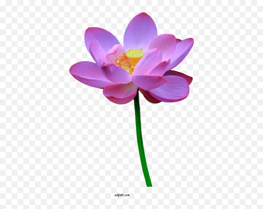 Flowers Sacred Lotus Plant Stem Purple - Girly Emoji,Lotus Flower Clipart