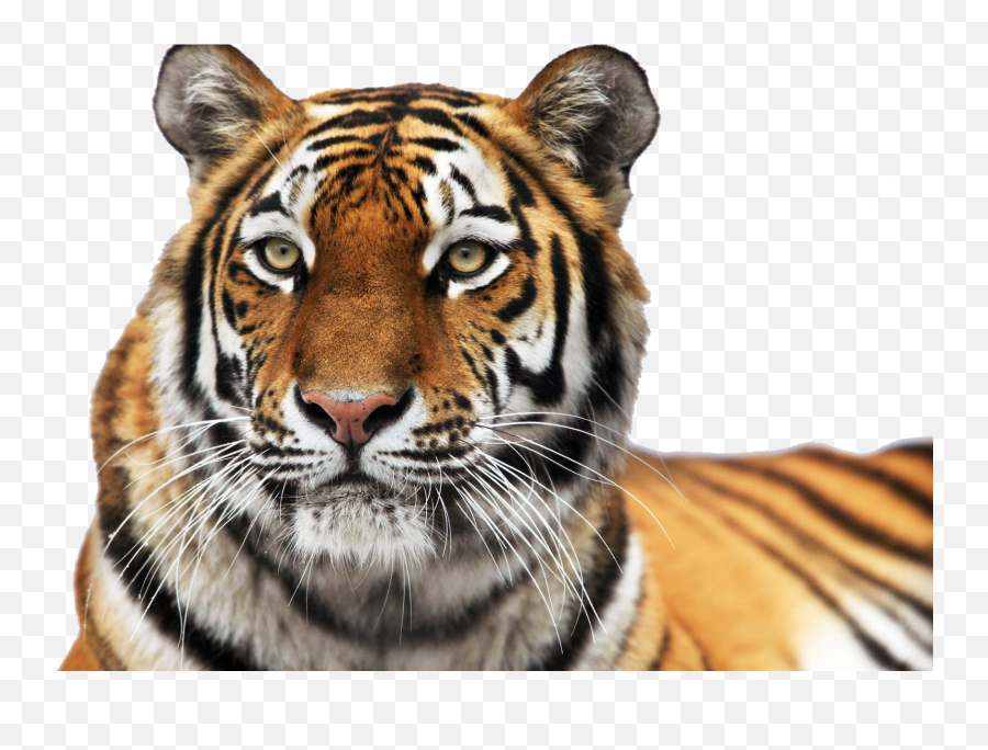 Tiger Background Png Image - Tiger Face Png Emoji,Tiger Png