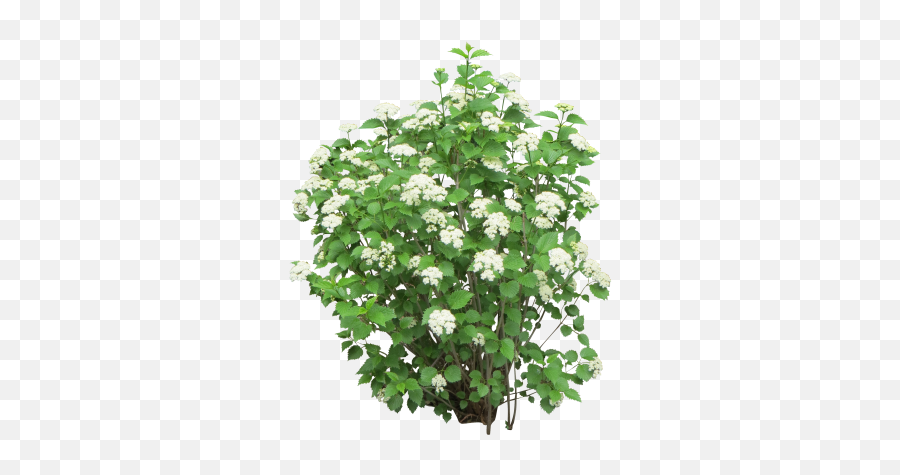 White Flowers With Green Bush Emoji,Bush Transparent Background