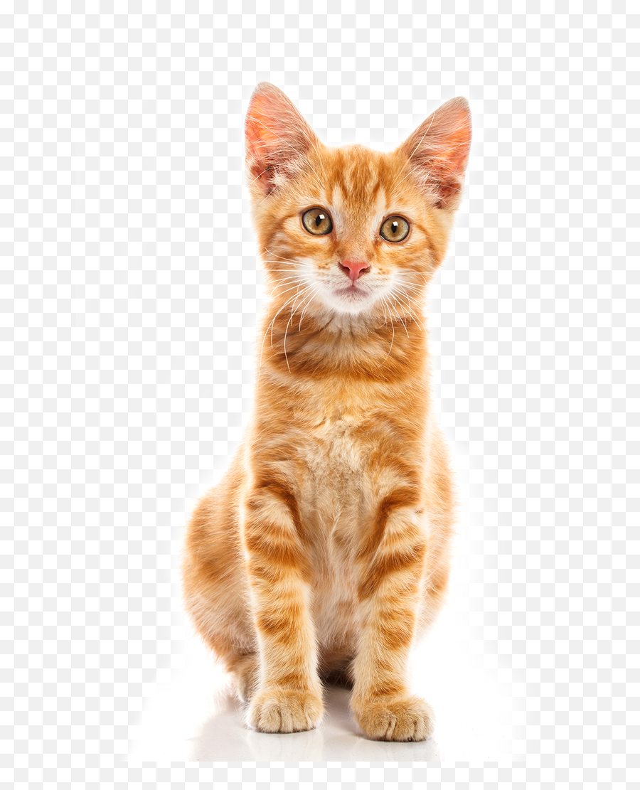 Baby Cat Png Free Download - Learn To Draw Pets Emoji,Cat Png