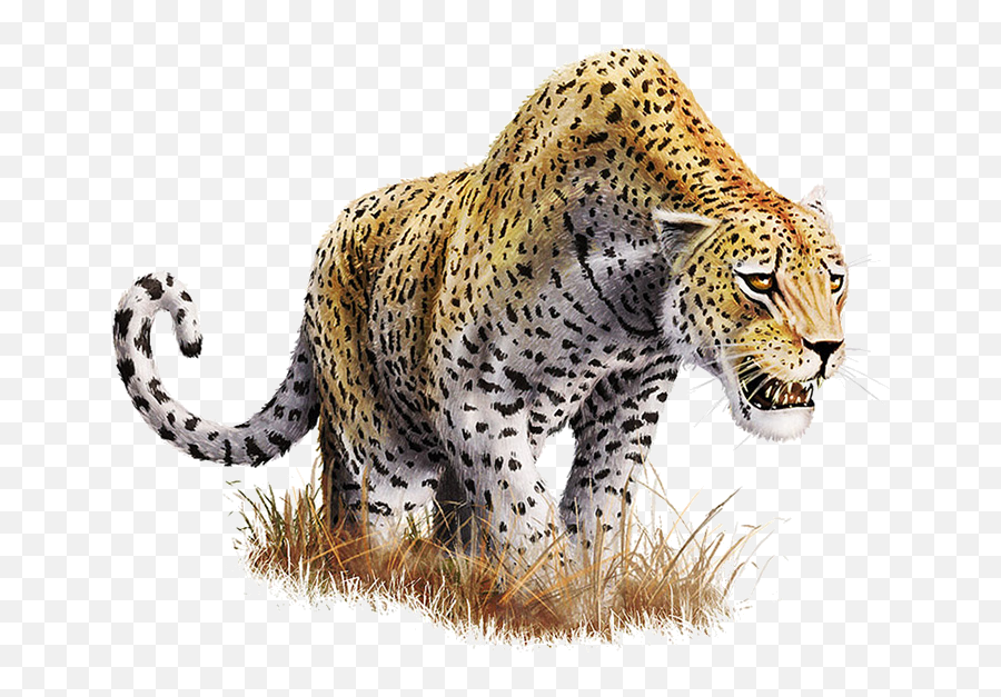 Download Leopard Transparent Background - Leopard Png Emoji,Png Images