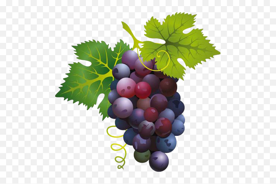 Grape Clipart Png - Grapes Clipart Png Emoji,Grape Clipart