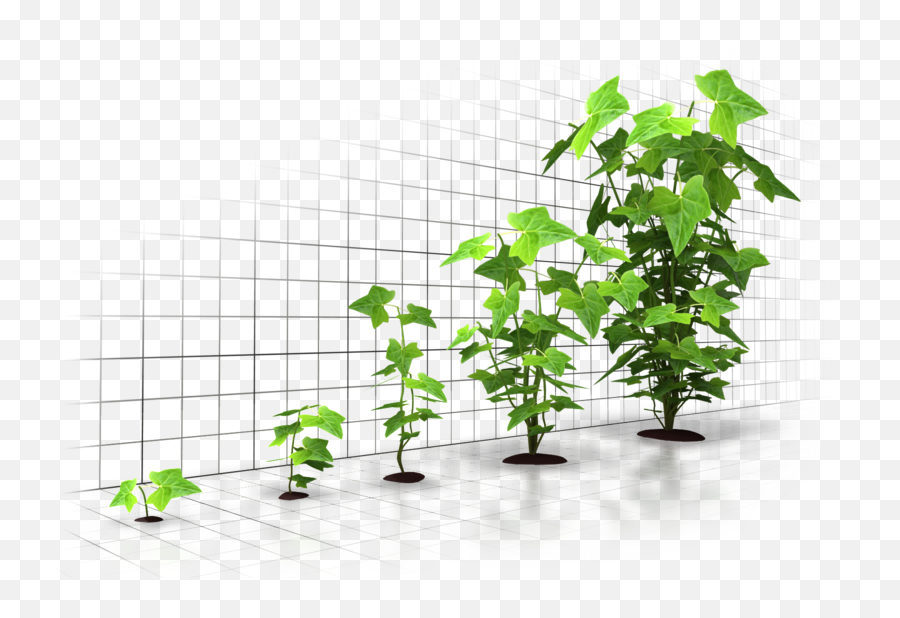 The Anatomy Of Growth Five Pillars To Fuel Dynamic Growth - Organization Growth Emoji,Growth Png