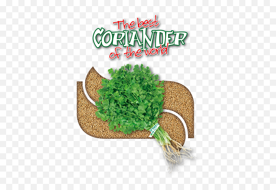 Coriander Seed Transparent Png - Anseme Seeds Coriander Emoji,Cilantro Png