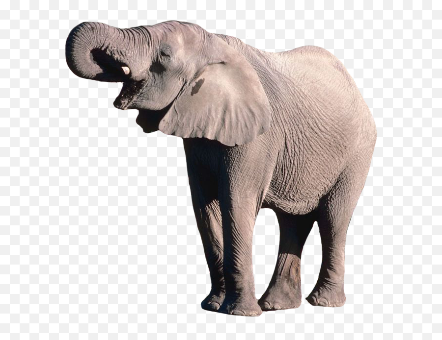 Elephant Png - Elephant In Png Format Emoji,Elephant Transparent Background