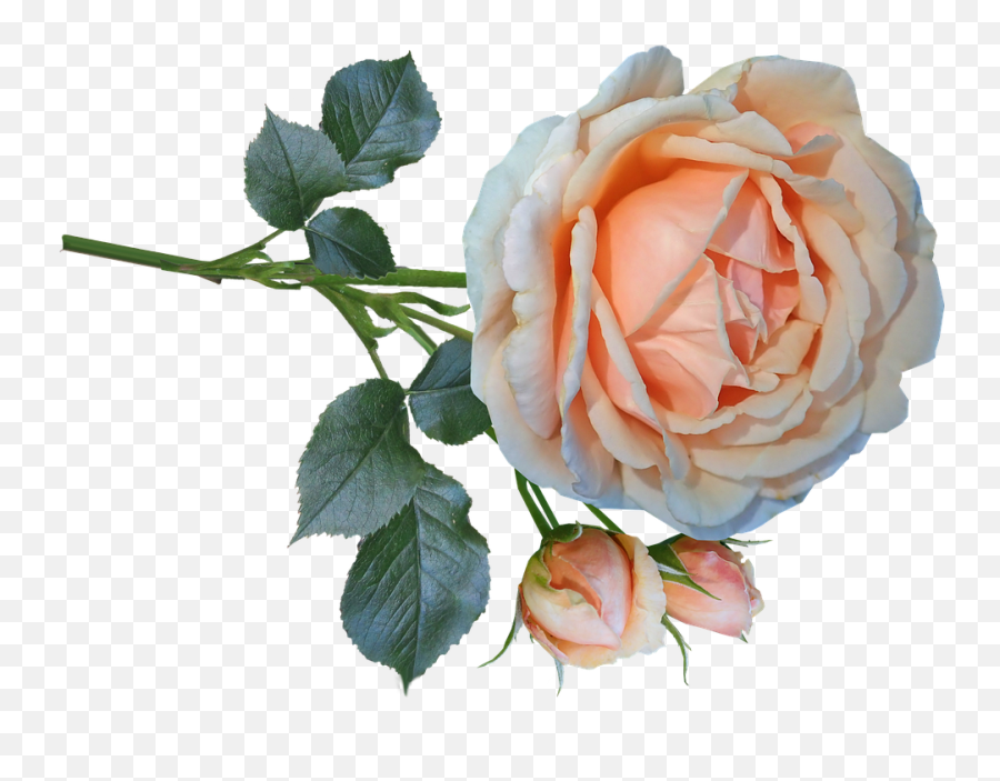 Rose Flower Stem Cut - Free Photo On Pixabay Fresh Emoji,Flower Stem Png