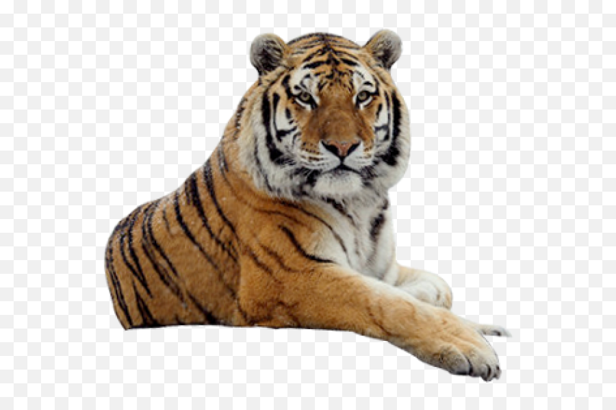 Tiger Png Free Download - Picsart Tiger Png Hd Emoji,Tiger Png