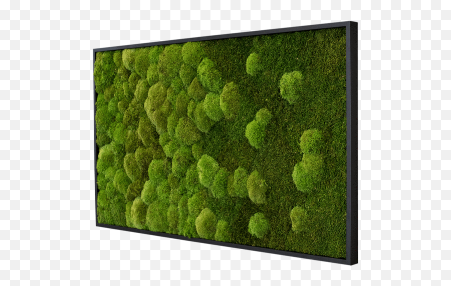 Forest Wall Emoji,Green Wall Png