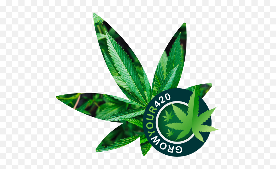 What Are The Early Signs Of A Hermie Plant - Growyour420 Emoji,Cannabis Leaf Logo