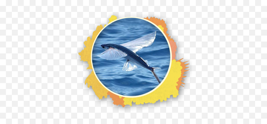 Flying - Fishmalolothesnorkelstoremauihi The Snorkel Store Emoji,Flying Fish Logo