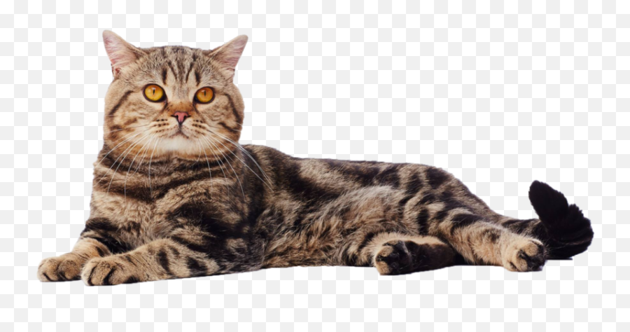Download Full Size Of British Shorthair Cat Transparent - British Shorthair Png Emoji,Cat Transparent Background